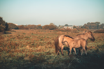 two horses in the morning