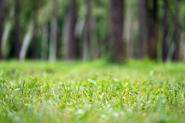 Grass lawn in the park