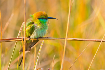 Obraz premium Green Bee-eater, Merops orientalis, Royal Bardia National Park, Bardiya National Park, Nepal, Asia