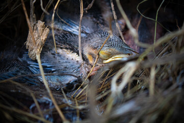 A close up of the nest of thrush with small babies.