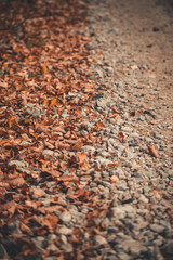 autumn leaves on the gravel road