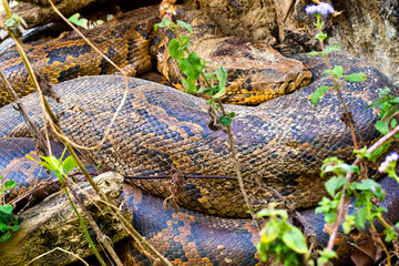 Asian Python, Python molurus, Wetlands, Royal Bardia National Park, Bardiya National Park, Nepal, Asia