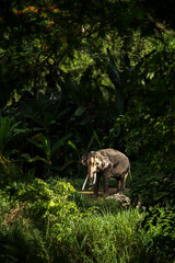 Elephant in forest at Chiangmai, Thailand.