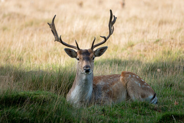 Naklejka na ściany i meble Fallow stag deer resting in parkland shade