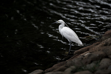 egret