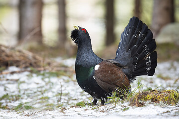 Proud western capercaillie, tetrao urogallus, lekking in forest in winter. Dark colored cock strutting in snowy woodland. Wild grouse showing in white wilderness.