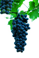bunch of grapes,Grapes bunch on white background