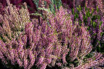 Bl&uuml;hendes Heidekraut als Dekoration