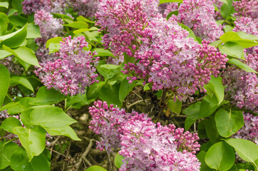 Summer lilac flowers bush branch. Beautiful lilac flowers.Spring blossom. Blooming lilac bush with tender tiny flower. Purple lilac flower on the bush.