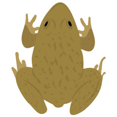 
Common water frog in front of a white background 
