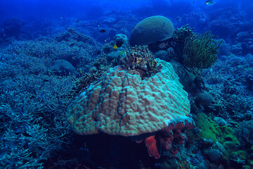 coral reef underwater / lagoon with corals, underwater landscape, snorkeling trip
