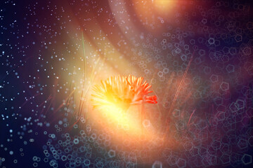 bokeh flowers field highlight magic / landscape wild flower abstract nature background at sunset macro