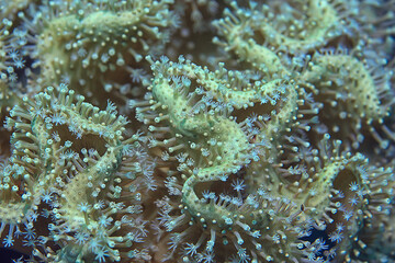 coral reef macro / texture, abstract marine ecosystem background on a coral reef