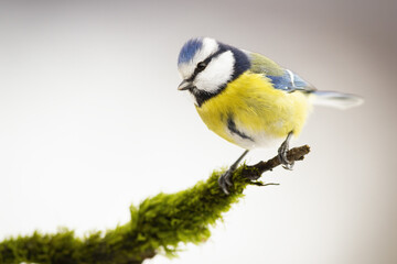 Fototapeta premium Eurasian blue tit, cyanistes caeruleus, sitting on mossy branch in winter. Colorful songbird resting on green bough with vinetting. Turquoise featered animal looking on twig in garden.