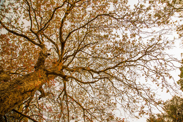 A big tree in the forest in autumn