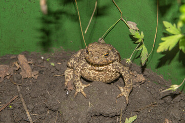 Bufo-bufo