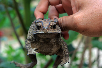 A man's hand holds Frog Kolong or the house frog. This frog has the scientific name Bufo melanostictus Schneider.