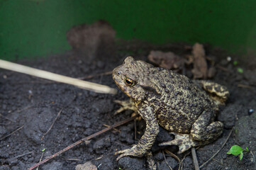 Bufo-bufo
