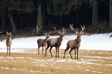 Majestic red deer, cervus elaphus, standing on pasture in winter. Group of wild animals staring on snowy meadow. Stags and hinds looking on white field.