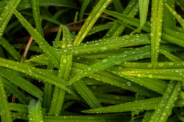 Wet flower leaves with water drops closeup as floral background