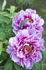 Obraz premium 牡丹