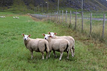 trío de ovejas