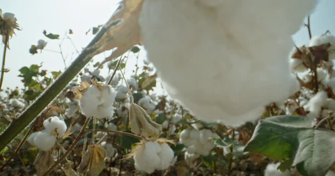 Close-up of a ripe cotton Bush against the background of sunlight, ready for harvesting. Cotton plantation . Dolly shot.4K video