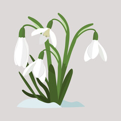 Spring flowers. Snowdrops vector illustration.