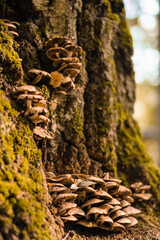 Jesienny las grzyby liście pająk mech drzewa pokrzywa - obrazy, fototapety, plakaty