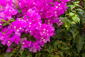 Purple and white bushes of bougainvillea closeup. East background native to midterranean region.
