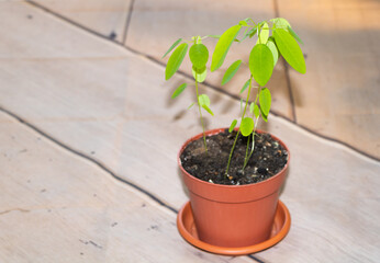 The telegraph plant or Dancing plant seedlings, fascinating plant