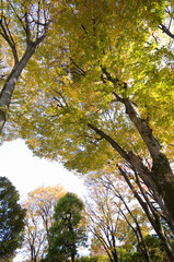 Fototapeta premium 教育の森公園