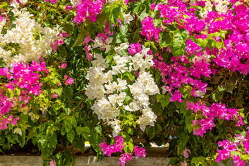 Purple and white bushes of bougainvillea closeup. East background native to midterranean region.