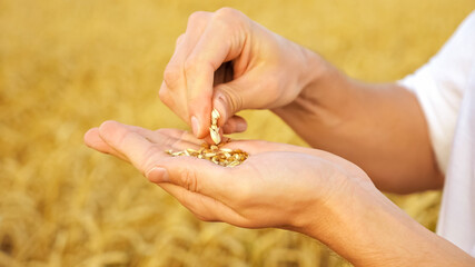 Man's hands peel wheat from husks in a field close-up.