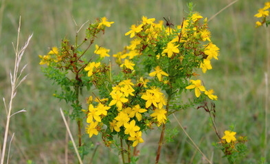 sch&ouml;ne gelbe Bl&uuml;ten