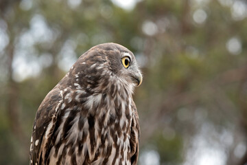 this is a close up of a barking owl