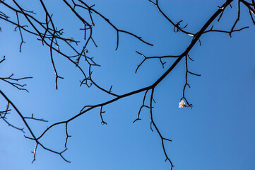 dream flower on a tree and blue sky