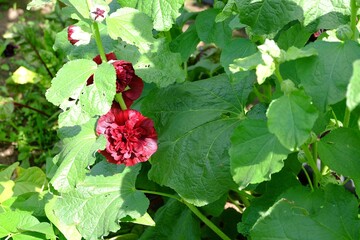 Flowers: Pennsylvanian lily, red and yellow mallow.