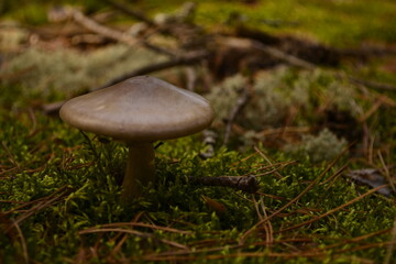 mushroom in the grass