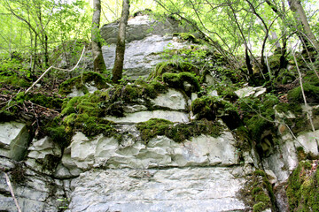 Kalkfelsen  bemoost