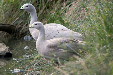 the cape barren geese are grey feathers with black dots and a yellow beak.
