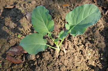 the small ripe green cabbage plant seedlings in the garden.