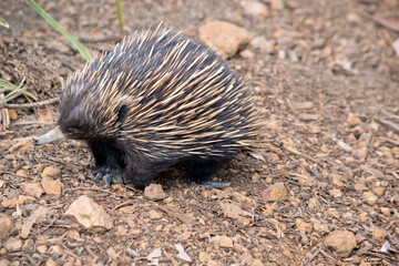 this is a side view of an echidna