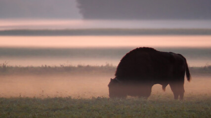 European bison. Wild animal. Bison bonasus.