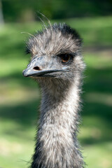this is a close up of a young emu