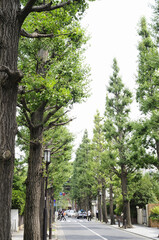 Fototapeta premium 世田谷区成城5丁目の並木道