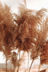 Still life of many dry autumn plants against a white wall background