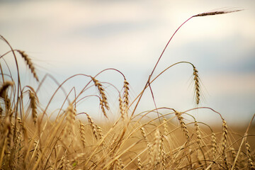 Obraz premium Spikelets of wheat in a field against the sky