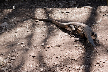 the lace lizard is moving along the ground