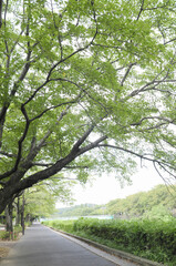 Obraz premium 野川の遊歩道